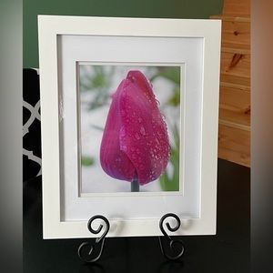 Exquisite Pink Tulip in the Early Spring Snow